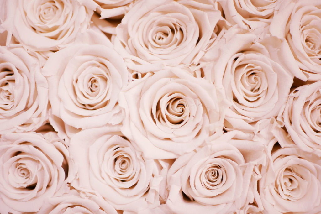 roses Photo by Lauza Loistl on Unsplash